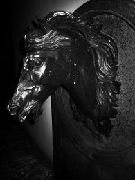 Equus